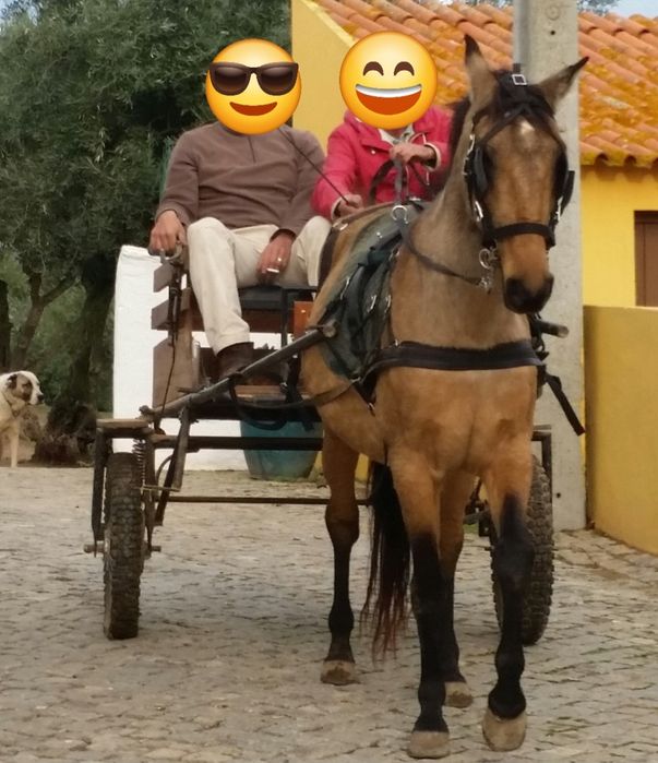 Charrete em bom estado