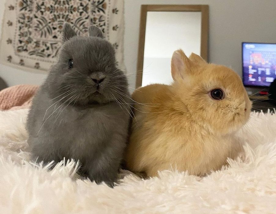 Coelhos anões lindíssimos