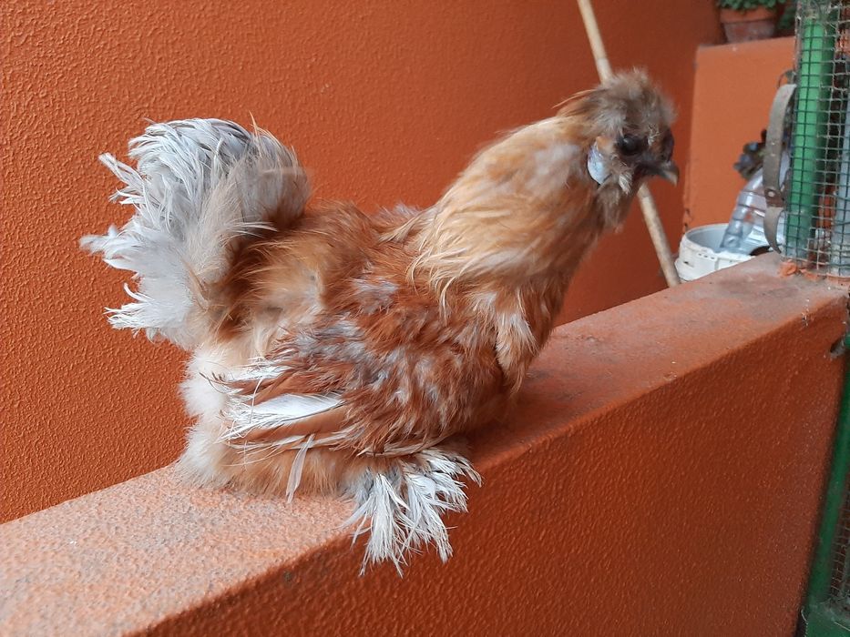 OVOS Brahmas Galinhas Ornamentais Garnizes Sedosas barbudas fracas