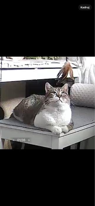 Piekny i mądry ale troche płochliwy Maciuś szuka domku