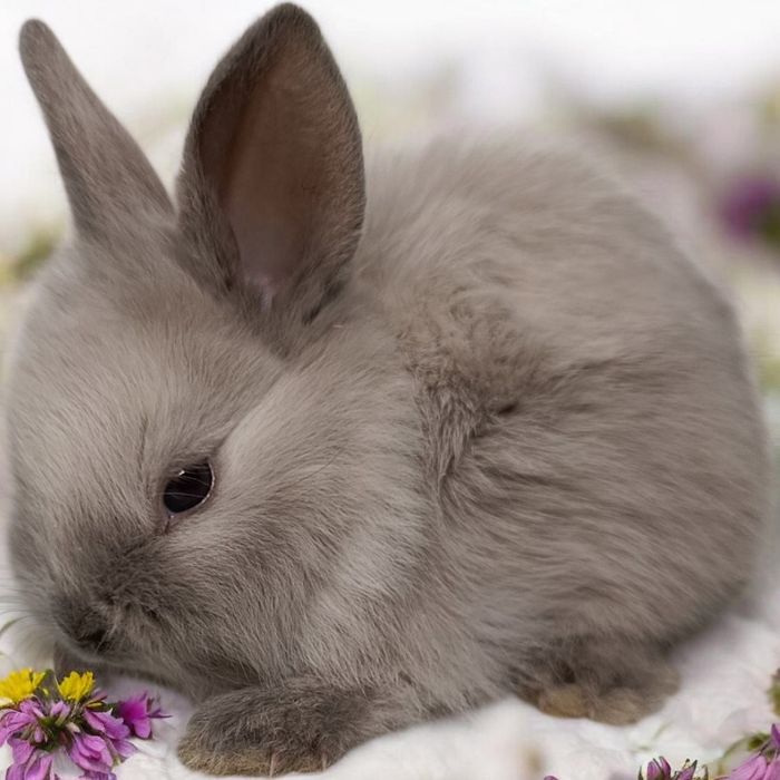 Królik miniaturka Karzełek rex karzełek Teddy mini lop