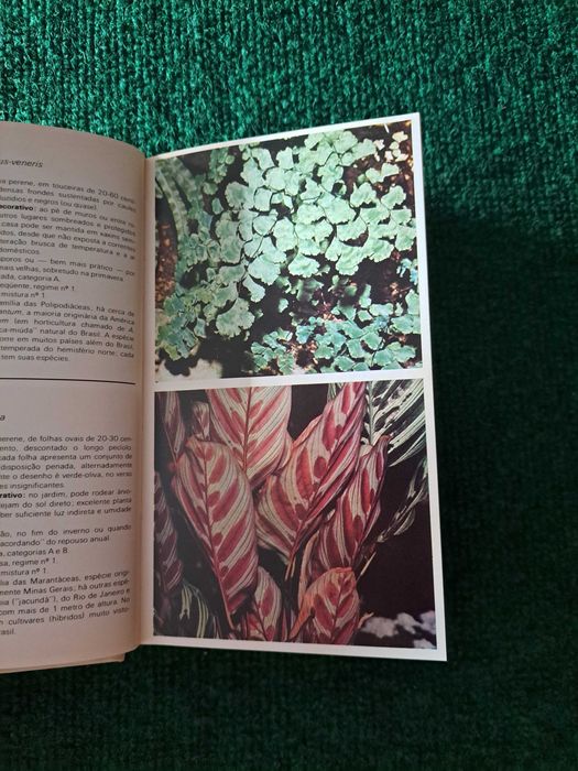 Tudo Verde - Guia das Plantas e Flores