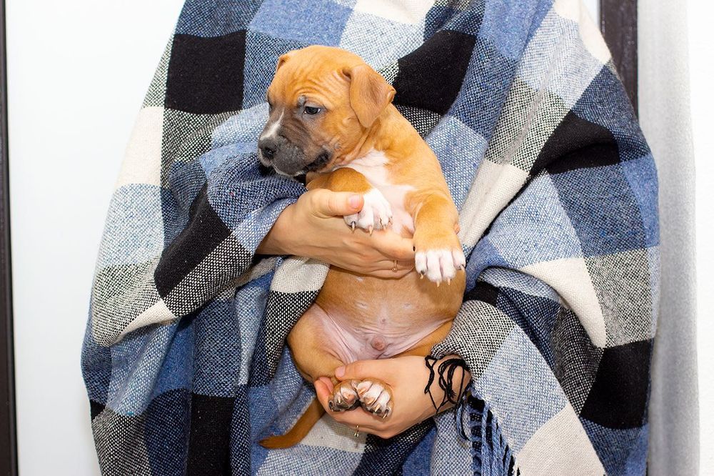 Брат та сестра клубних АСТ