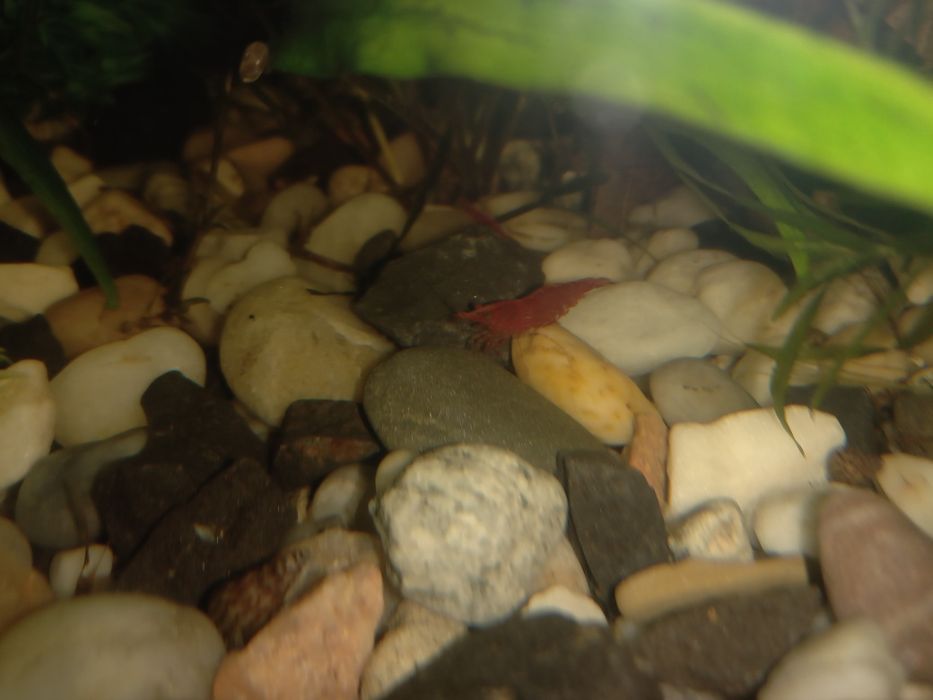 Krewetki akwariowe Red Cherry