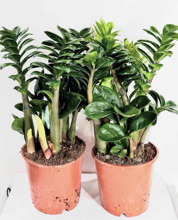 Заміокулькаси в Києві, великий вибір