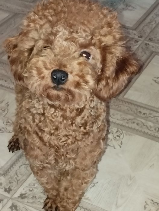 Дівчинка  той пудель  .Гарна ,ніжна.