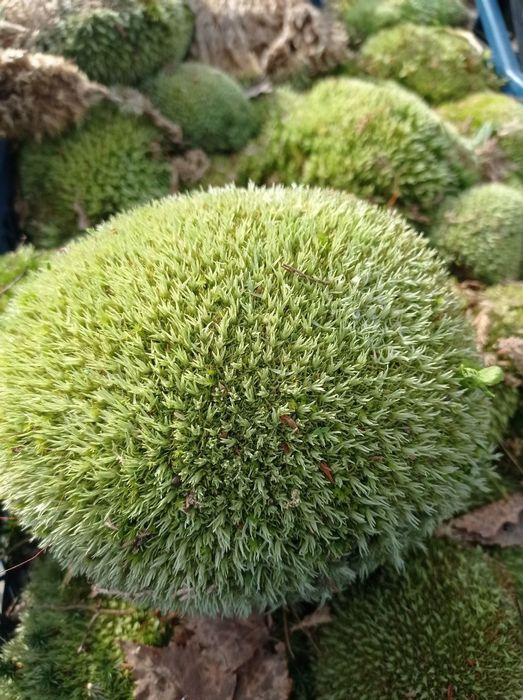 Кочка лісовий мох