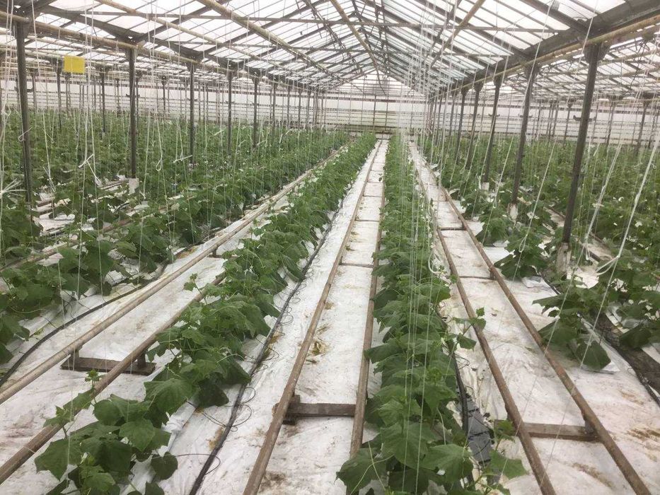 Продам Тепличний Комбінат в Івано-Франківській області