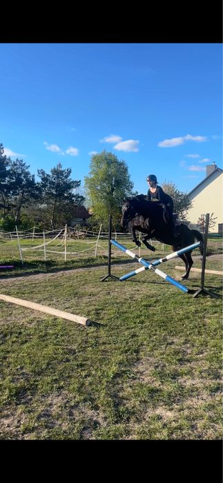 Dzierzawa klaczy Contessa  Chin K / zawody / skoki / tereny