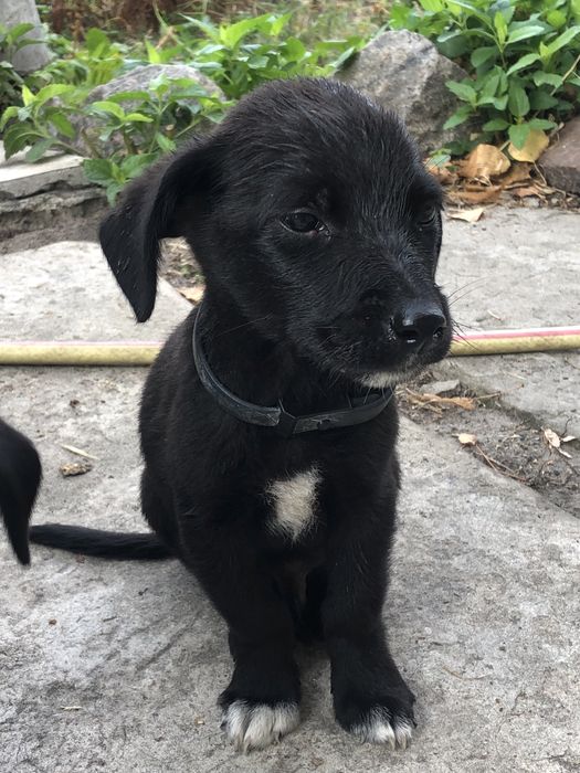 Відамо в хороші руки