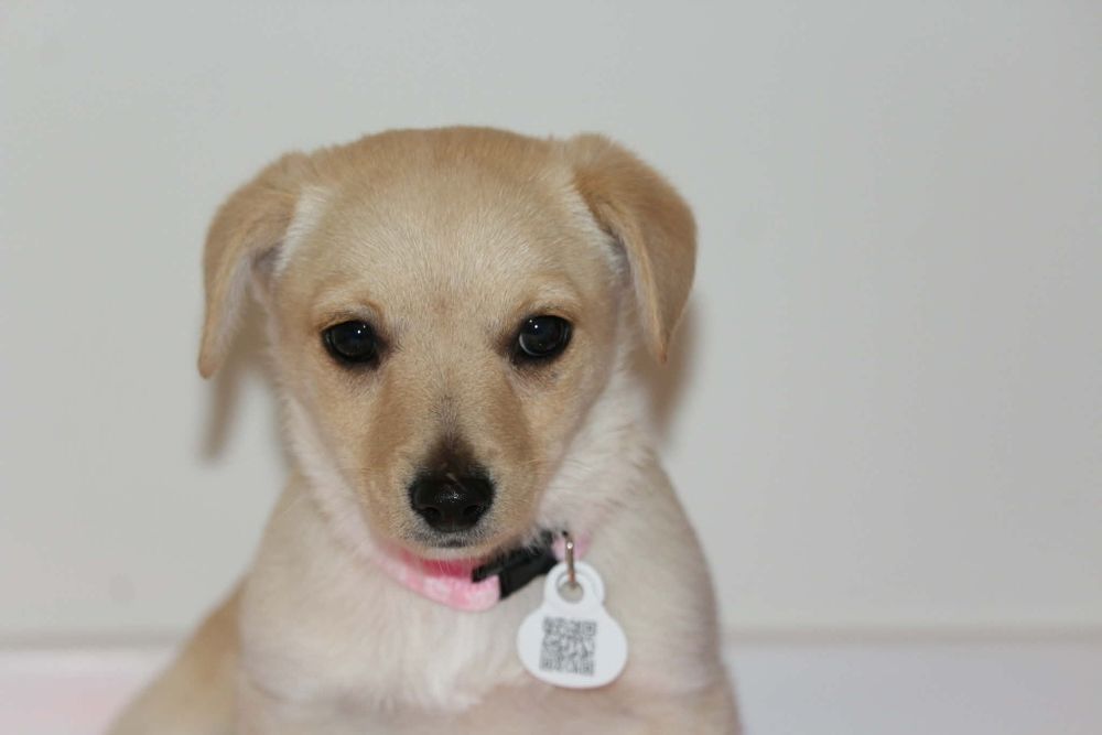 Beza 3 miesięczna 2 kg ,adopcja.