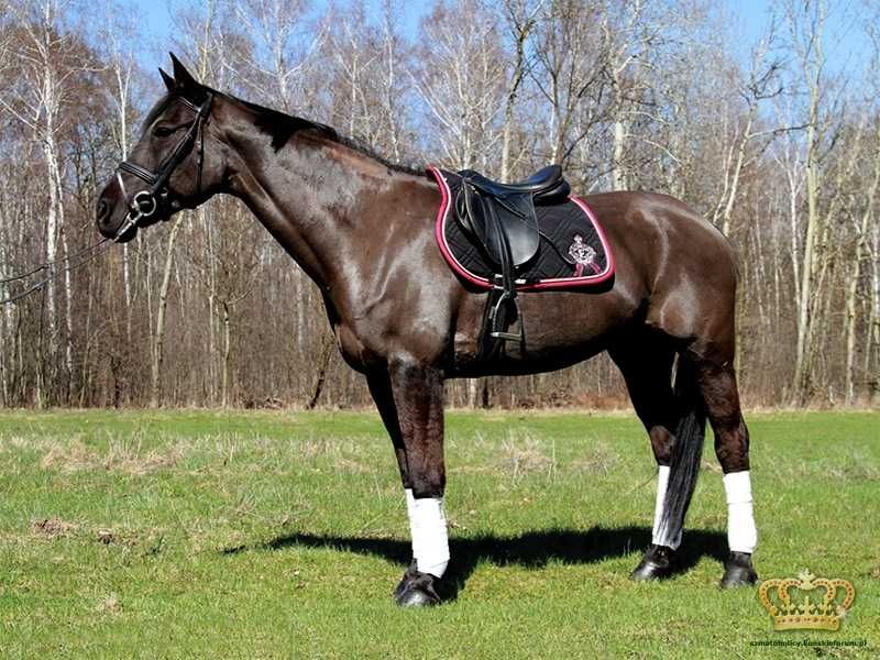 Likwidacja kolekcji! Czaprak Euro-Star Excellent black/cherry 2012 VS