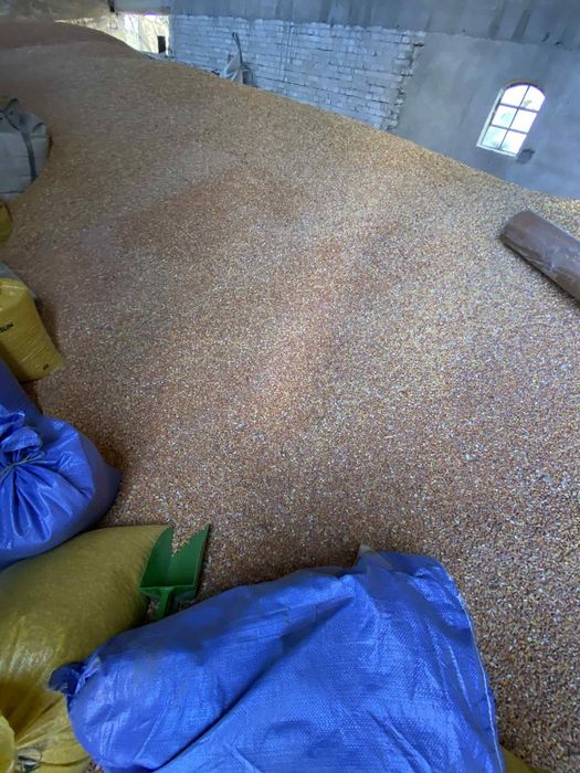 Sprzedam kukurydzę suchą na paszę – tegoroczna, wysoka jakość