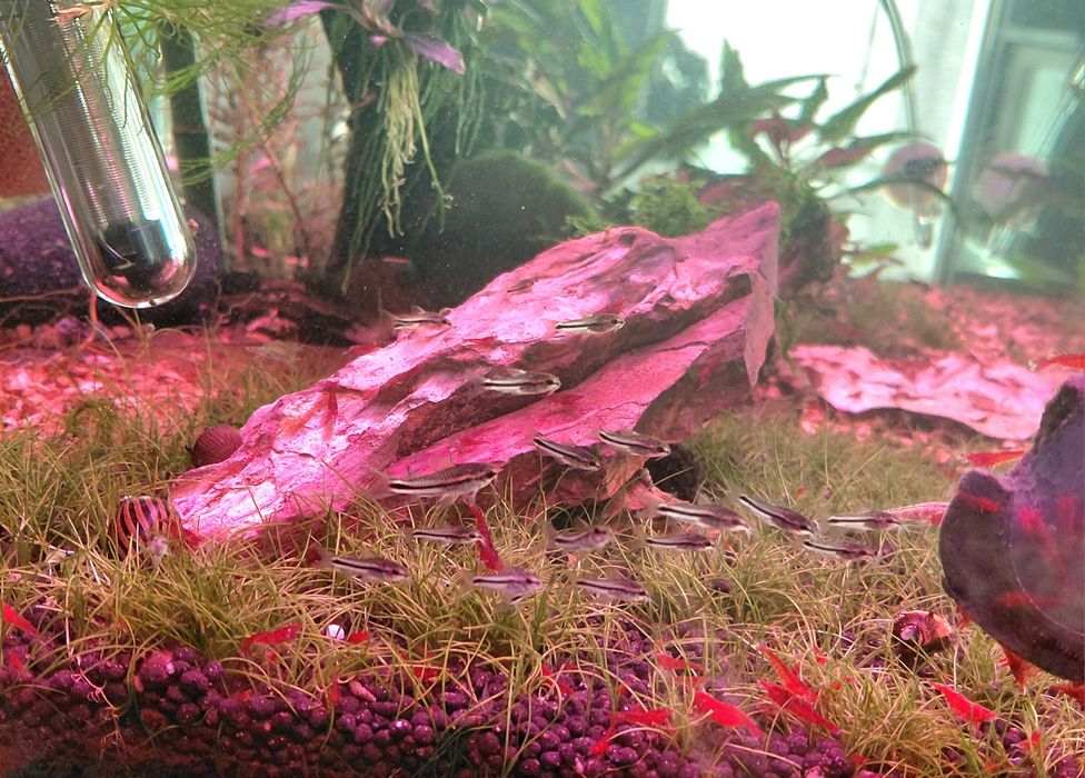 Corydoras Pygmaeus
