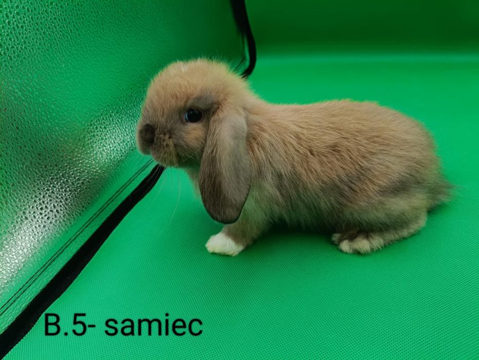Karzełek królik miniaturka mini loop mini lop