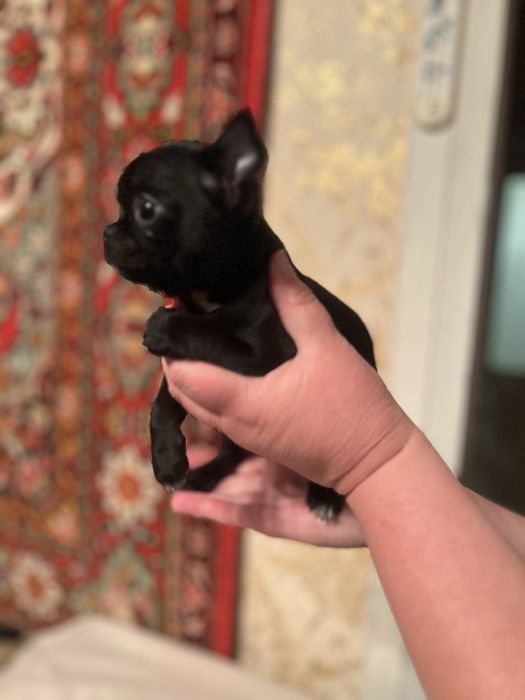 Маленьке щастя в дім