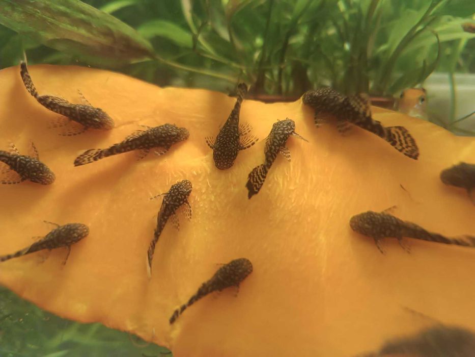 Сомік анциструс  вуалевий . Пересилаю