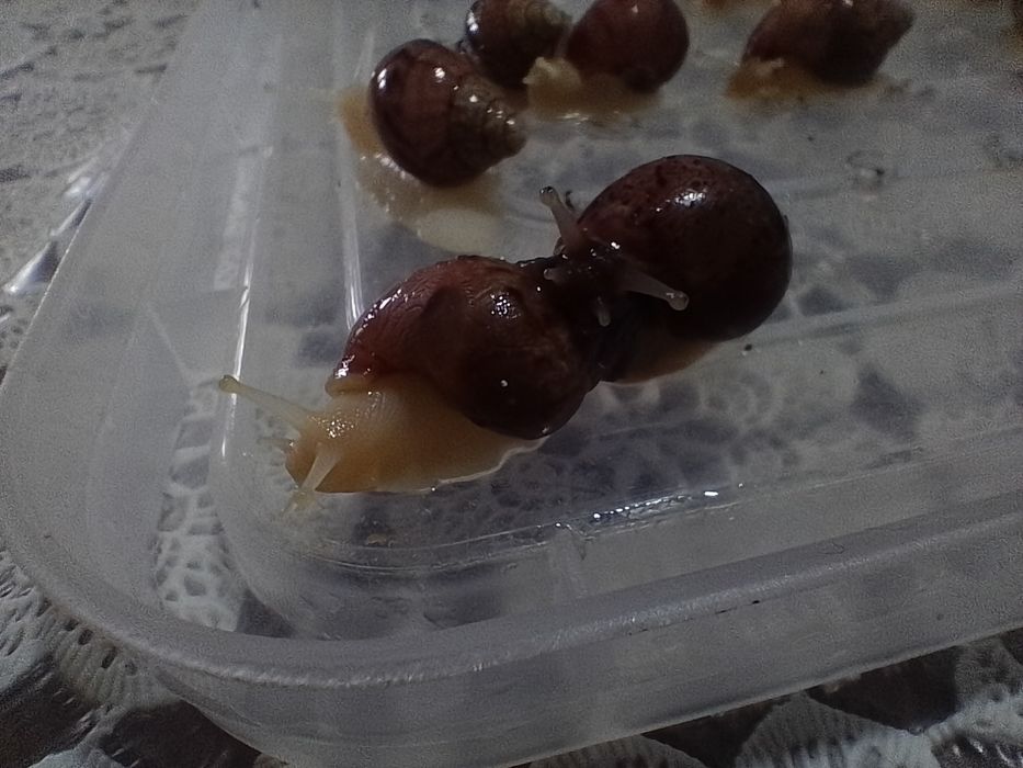 Улитки Ахатины 1шт-30грн