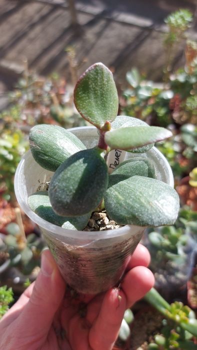 Крассула Ланкастер Crassula Lancaster  USA *rare crassula
