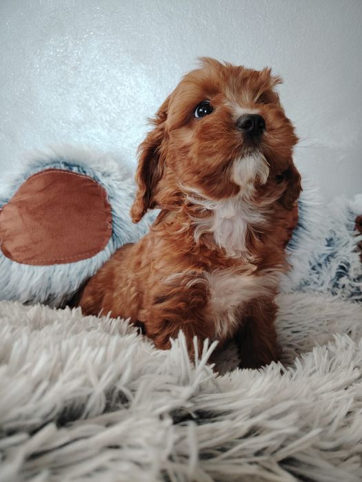 Cavalier-pudel-cavapoo