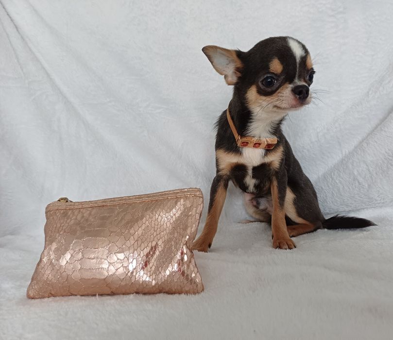 Мини размера .6 месяцев