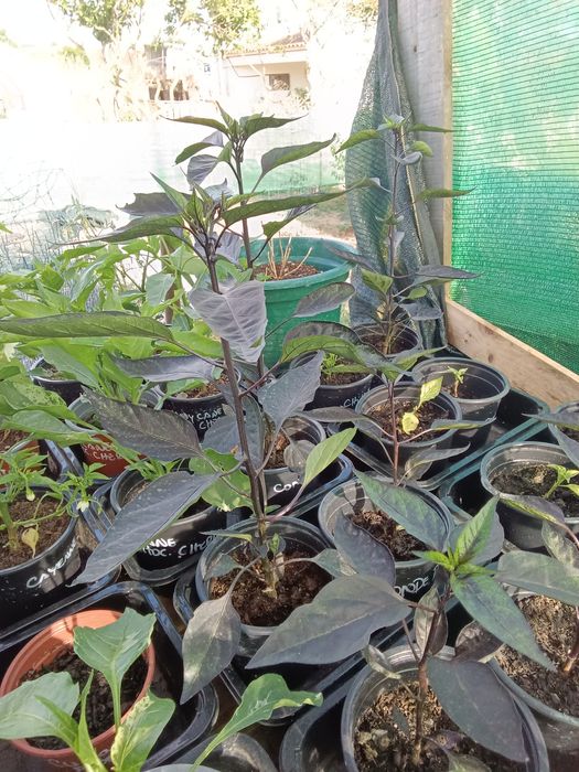 Vendo plantas malaguetas  / pimentas  raras 150 variedades