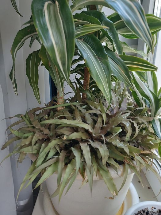 Криптантус бромелиевые