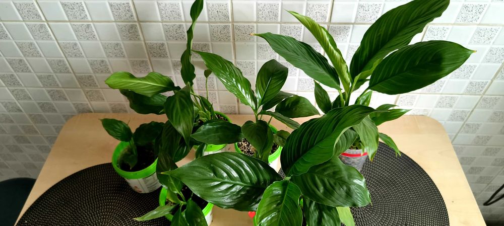 Skrzydłokwiat („kobiece szczęście”) – różne rozmiary