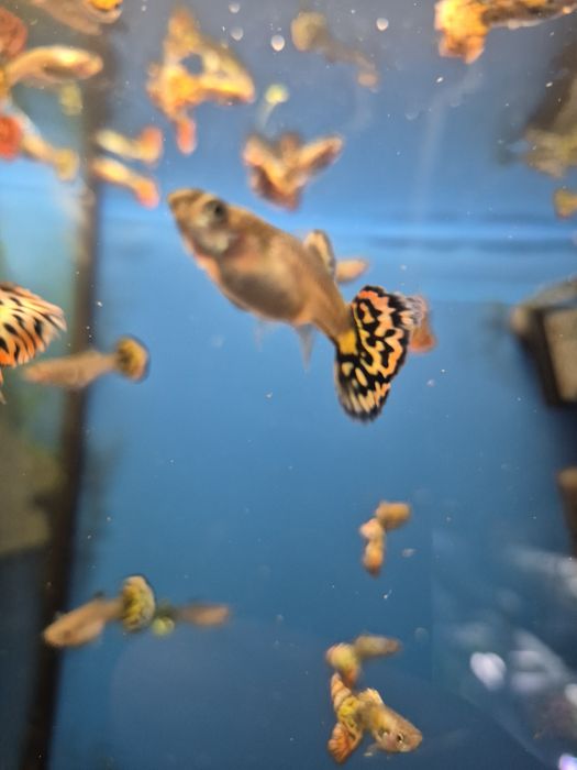 Gupik taiger / cobra red Kraków (Swoszowice)