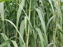 Арундо (гігант), бамбук, пампасна та тигрова трава