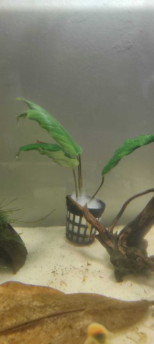 Anubias Barteri (10/15cm)