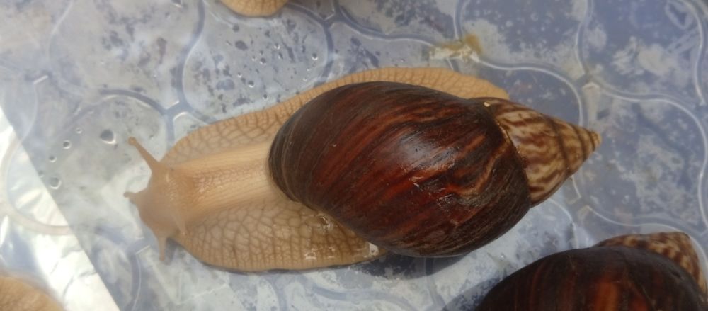 Выведу улиток на заказ