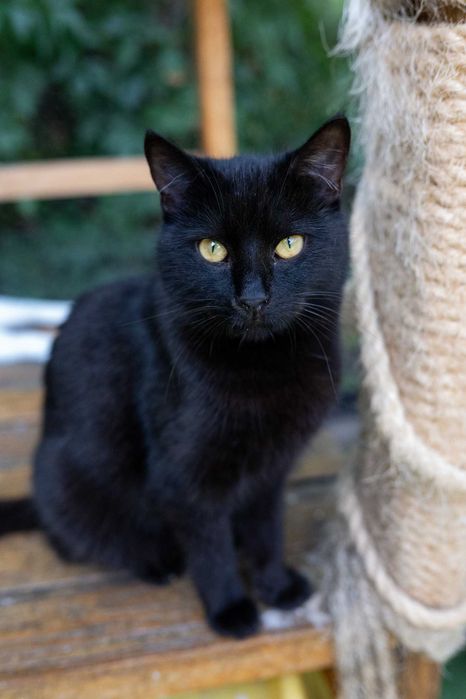 Czarny, puszysty, bardzo proludzki kocurek do adopcji za darmo