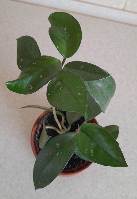 Хойя карноза  восковий плющ