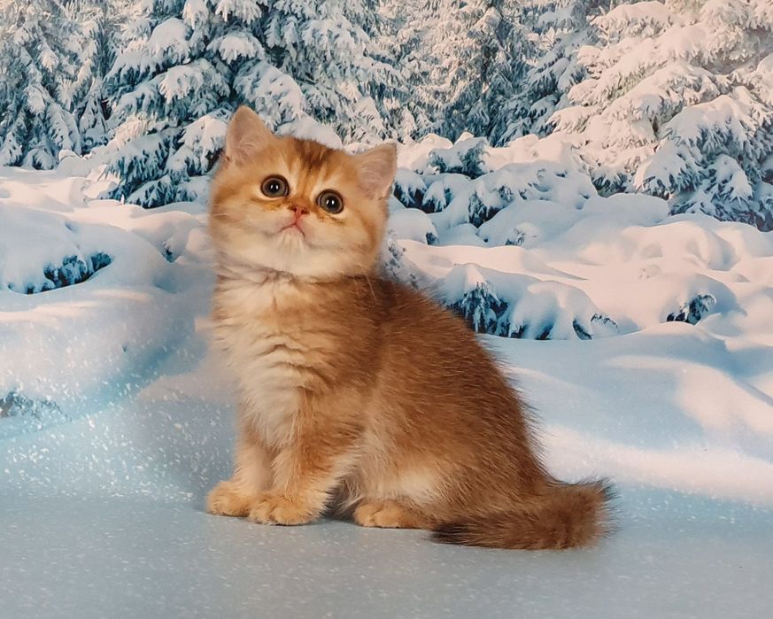 Пандора - скоттиш страйт