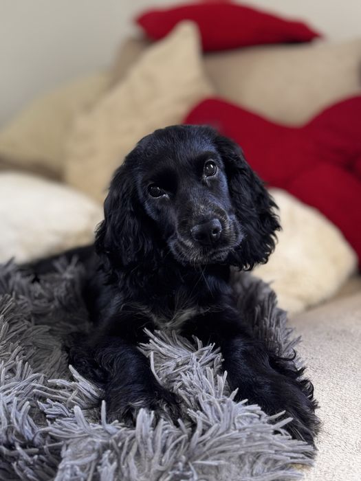 ROXY Cocker Spaniel Angielski - suczka