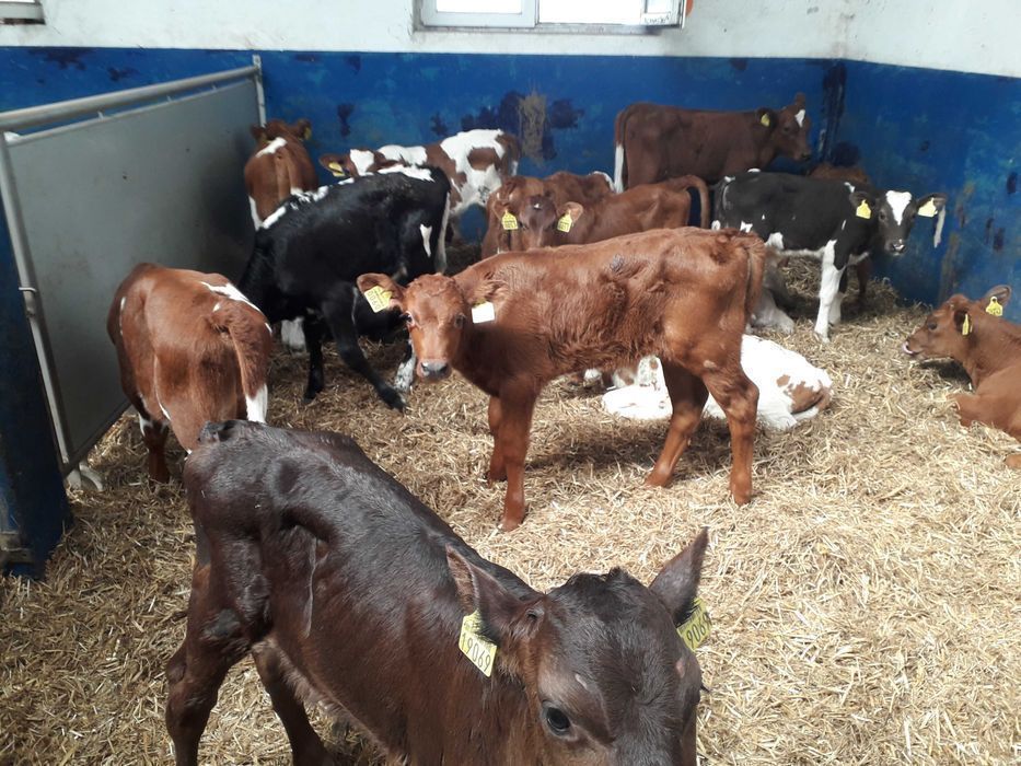 Cielaki Simental, żeruny, na mleko byczki, jałówki 60-200kg