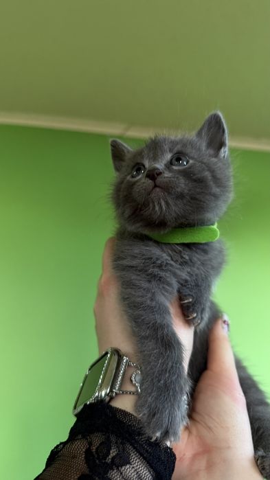 Британські дівчатка красуньки