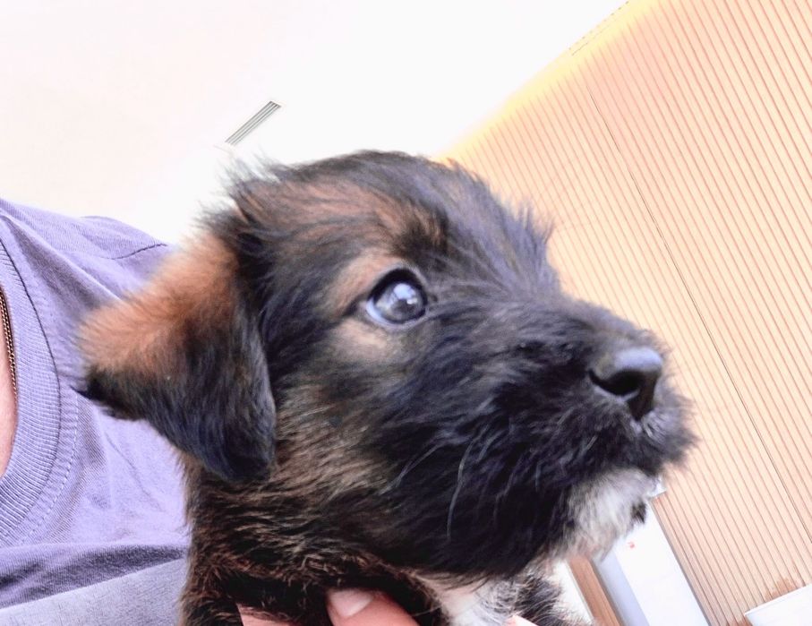 Cães bebés machos adoção responsável