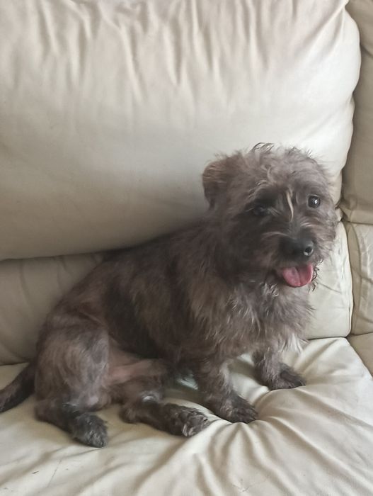 Dou cachorro ainda não tem dois anos