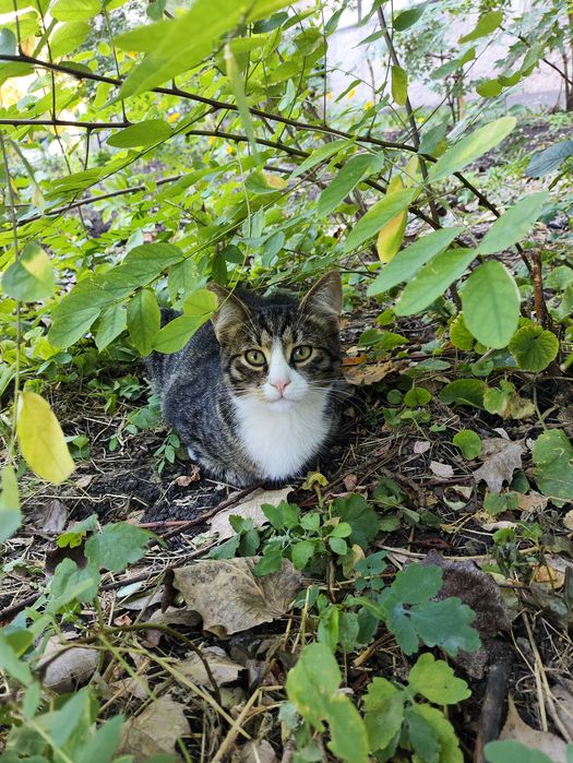 кіт шукає родину кошенята котята
