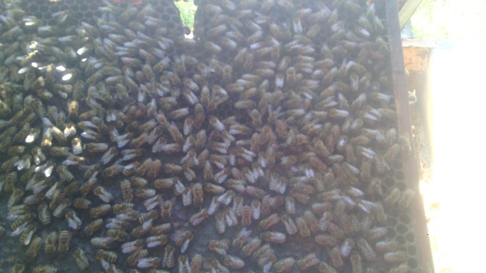 Продам бджоли від водки сім'ї