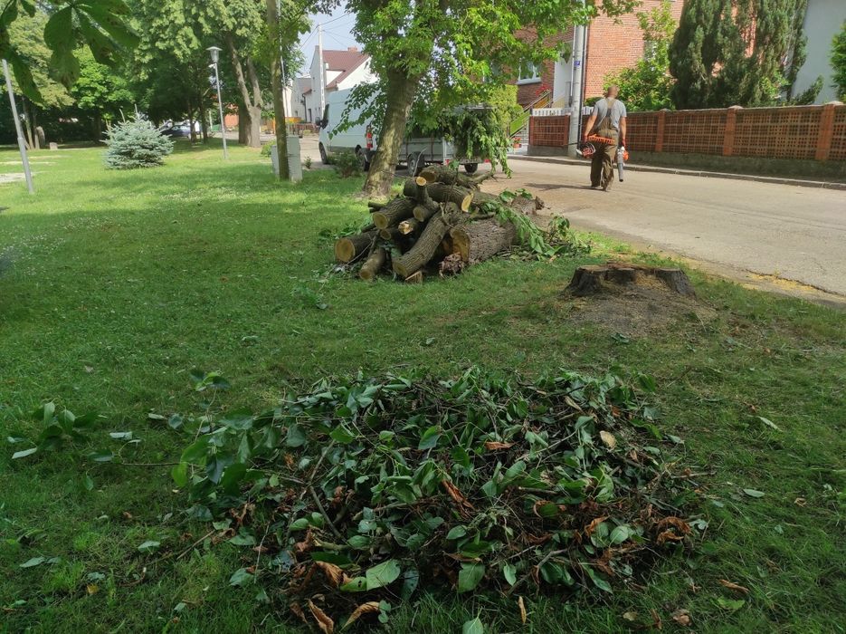 Wycinka pielęgnacja drzew krzewów