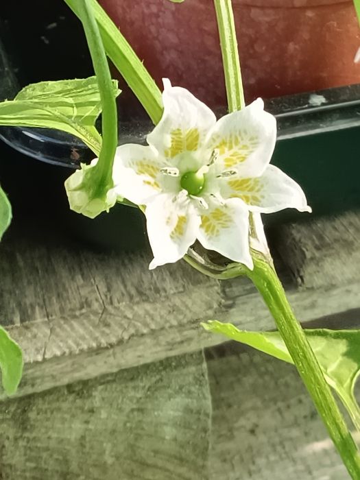 Vendo plantas malaguetas  / pimentas  raras 150 variedades