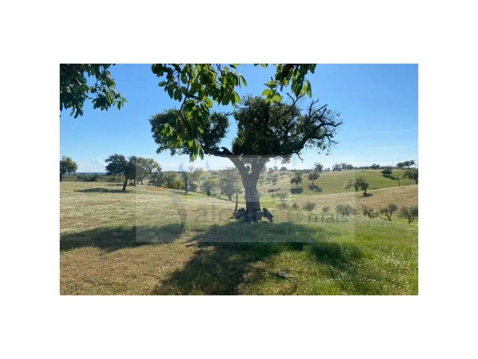 Propriedade com 6,625 hectares em Serpa / Baixo Alentejo — Serpa (Salvador E Santa Maria), Beja