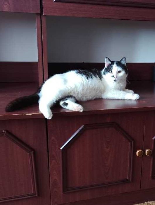 Киця стерилізована, вакцинована, молода, безкоштовно