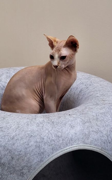 Sfinks kocurek- BUBU-