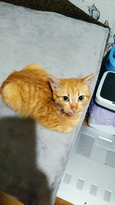 Кішка стерилізована в добрі руки