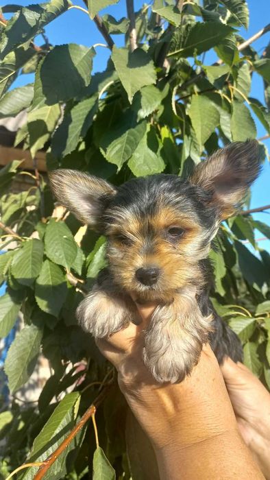 Гарні та грайливі цуценята йорчики