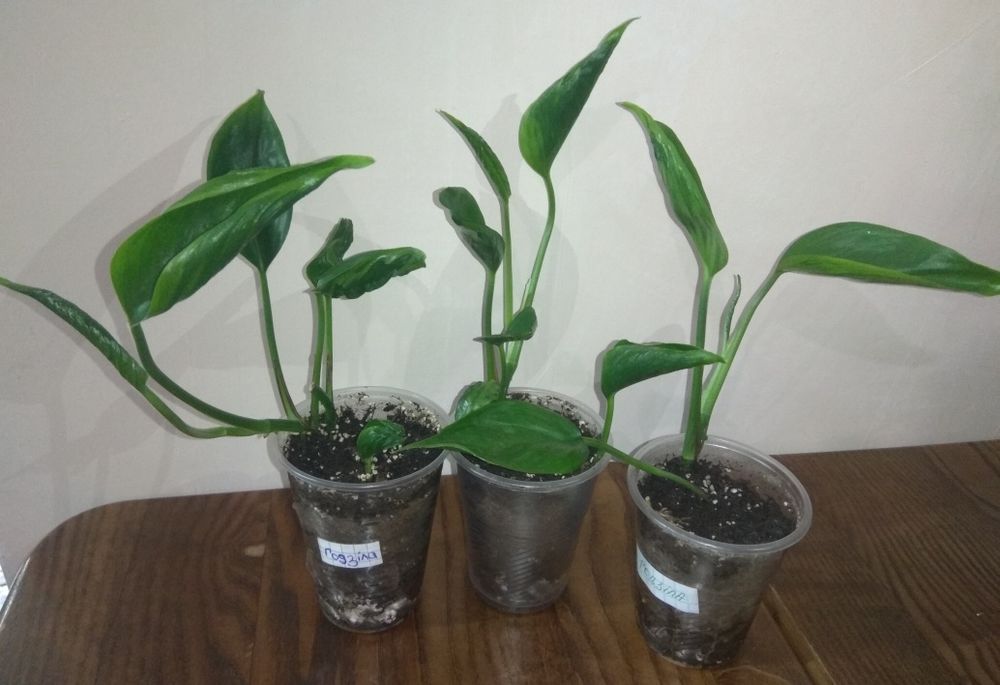 Продам Сциндапсуси 10 сортів